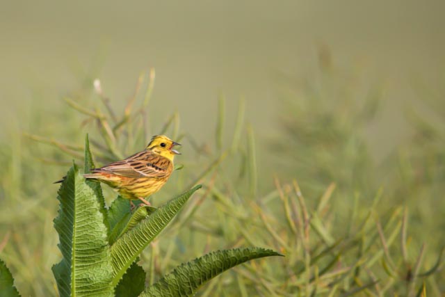 Bruant jaune
