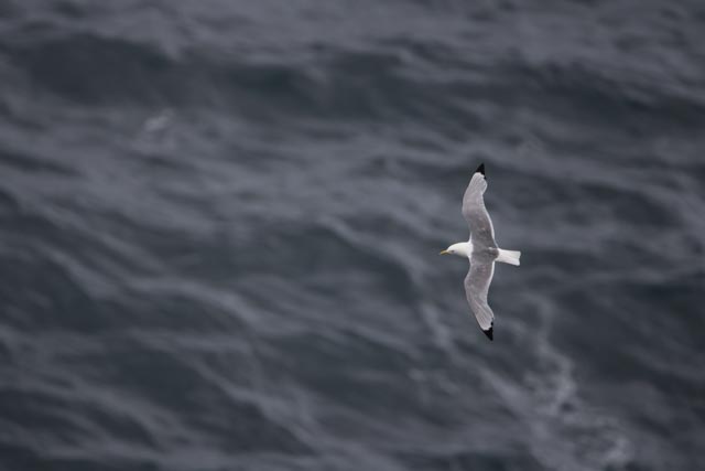 Mouette tridactyle