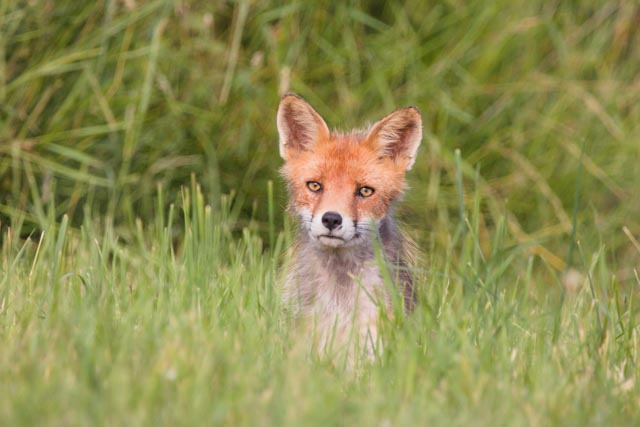 Renard roux