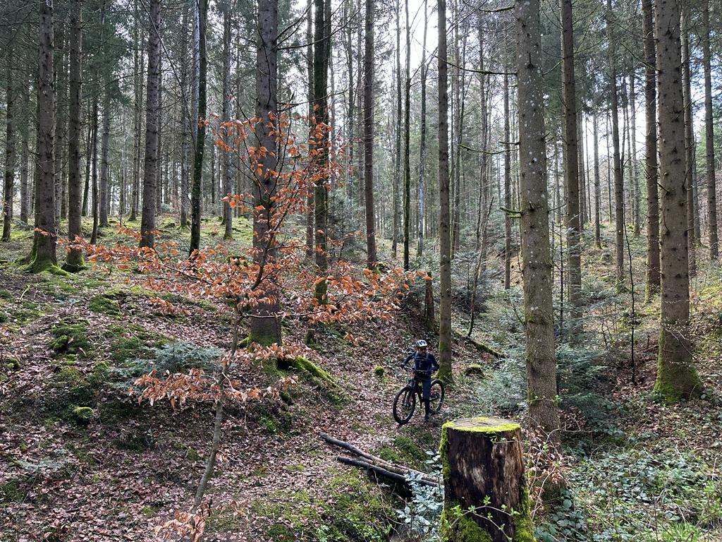 foret de jorat